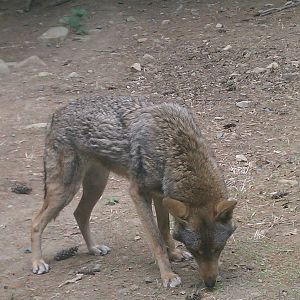Red Wolf
