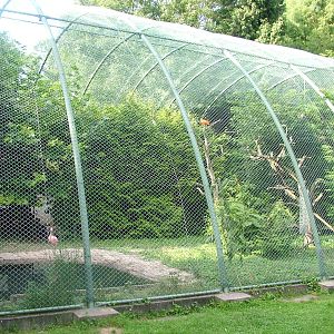 Flamingo Aviary at Vogelpark Leopoldshafen, 03/09/10