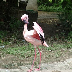 Lesser Flamingo at Vogelpark Leopoldshafen, 03/09/10