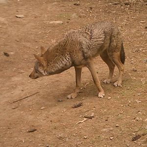 Red Wolf
