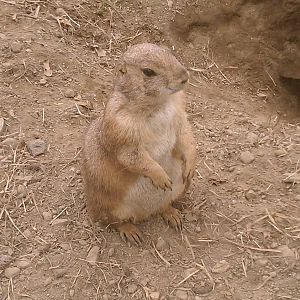 Prairie Dog
