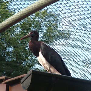 Abdim's Stork at Vogelpark Leopoldshafen, 03/09/10