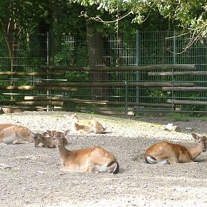 European Fallow Deer at Vogelpark Leopoldshafen, 03/09/10