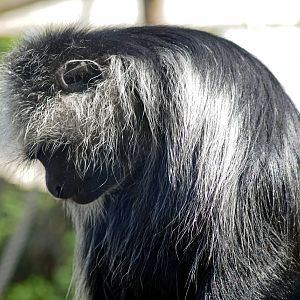King Colobus
