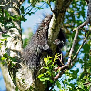 North American Tree Porcupine