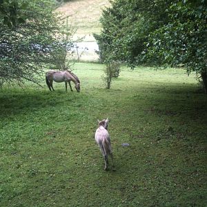 110725 Przewalski's horse
