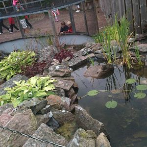 110725 European Pond Turtle Enclosure