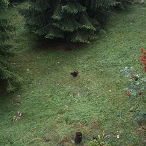 110725 Wolverine enclosure