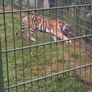 Amur Tiger
