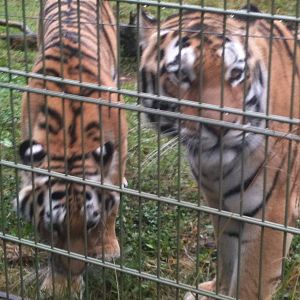 110725 Amur Tigers