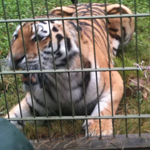110725 Amur Tiger