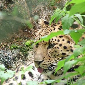110725 Amur Leopard