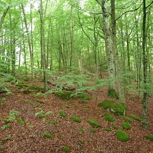 110725 Deciduous forest