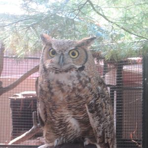 Great Horned Owl