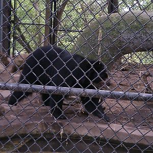 Andean Bear