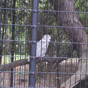 Snowy Owl
