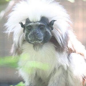 Cottontop tamarin