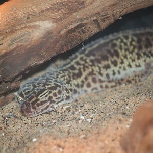 Natural leopard gecko