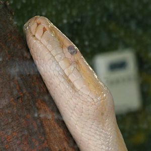 Albino Burmese python (pre-shed)