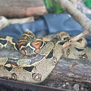 Red-tailed boa
