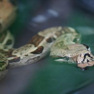 Red-tailed boa
