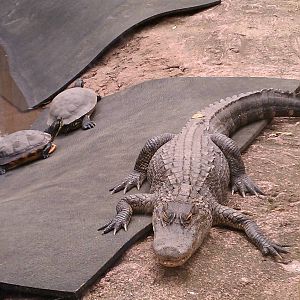 American Alligator