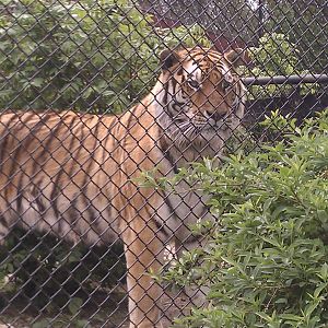 Amur Tiger
