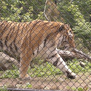 Amur Tiger