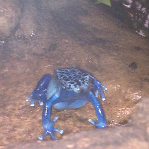 Poison Dart Frog