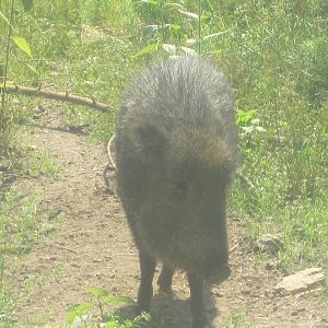 Chacoan Peccary