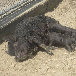 Guinea Hog Piglets