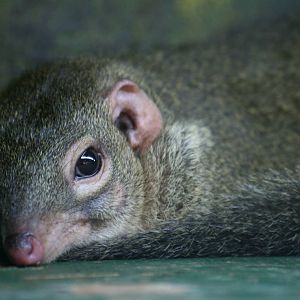 Common treeshrew