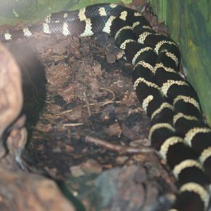 California kingsnake