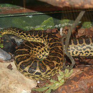 Yellow anaconda