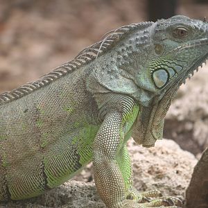 Green iguana