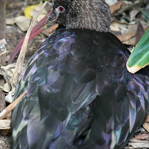 Glossy ibis