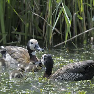 White faced whistling duck family