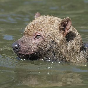 Bush dog swimming