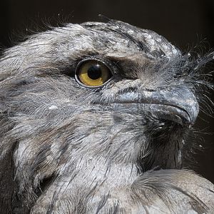 Tawny frogmouth