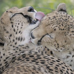 Cheetahs male bonding