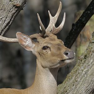Burmese brow antlered stag