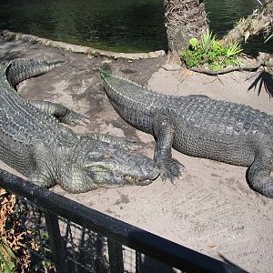 American Alligators