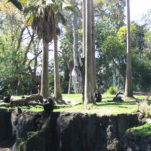 Myombe Reserve: Chimpanzees