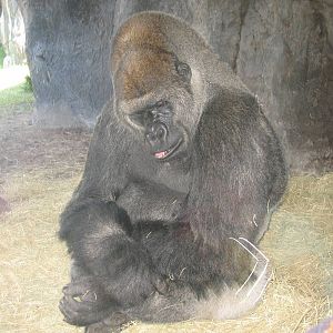 Myombe Reserve: Gorilla