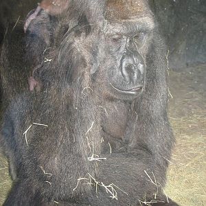 Myombe Reserve: Gorilla