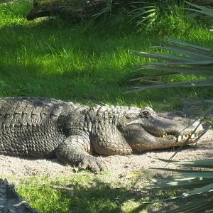 American Alligator