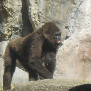 Gorilla