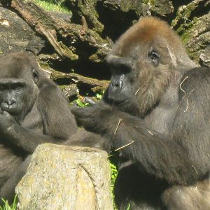 Gorillas with Enrichment