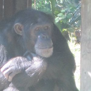 Chimp
