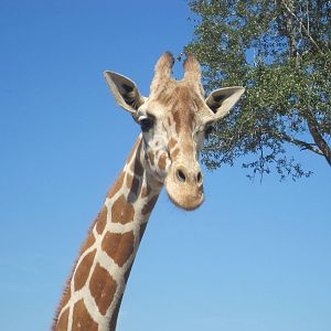 Giraffe